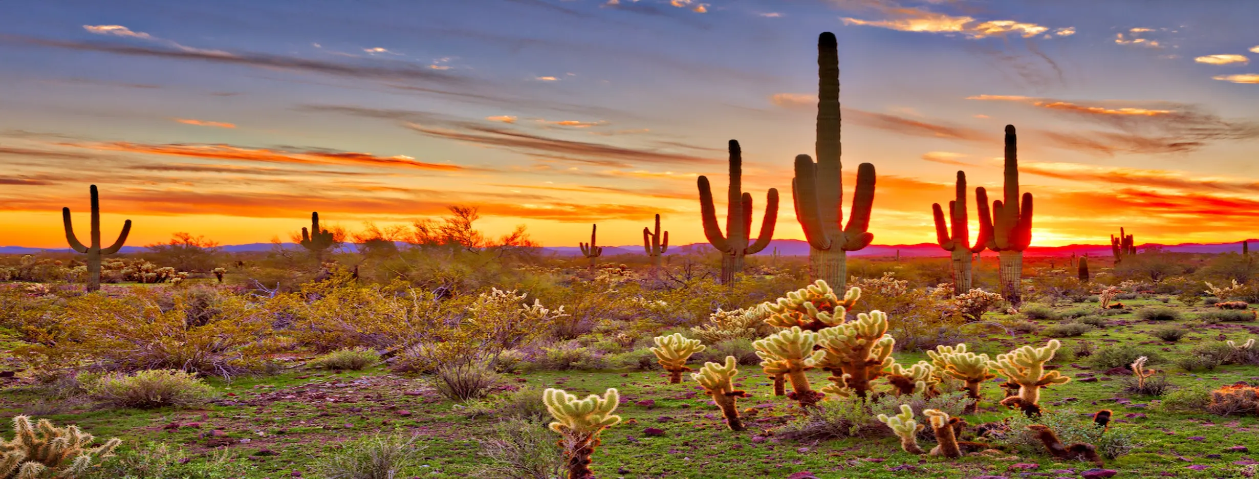 Image for Sonoran Desert